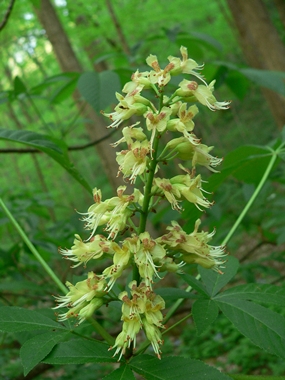 {Aesculus glabra}